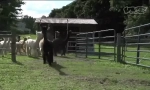 Alpaca